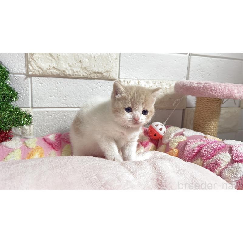 販売中の埼玉県のマンチカン(短足)-133579の4枚目