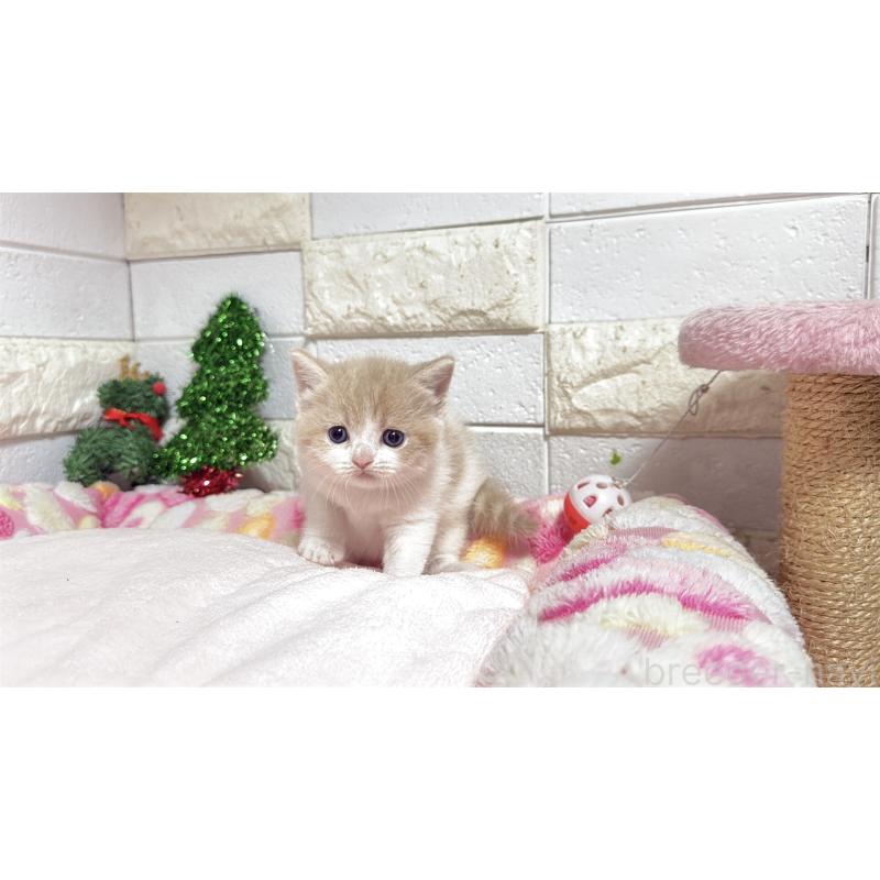 販売中の埼玉県のマンチカン(短足)-133579の3枚目