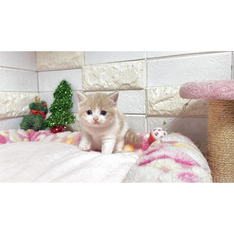 販売中の埼玉県のマンチカン(短足)-133579の2枚目