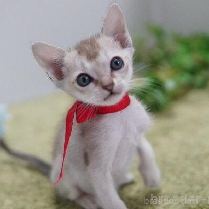 販売中の神奈川県のシンガプーラ-133580の1枚目