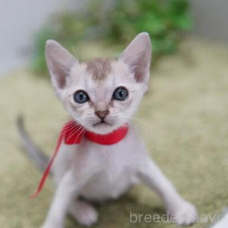 販売中の神奈川県のシンガプーラ-133580の5枚目