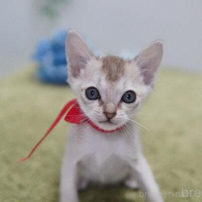 販売中の神奈川県のシンガプーラ-133580の4枚目