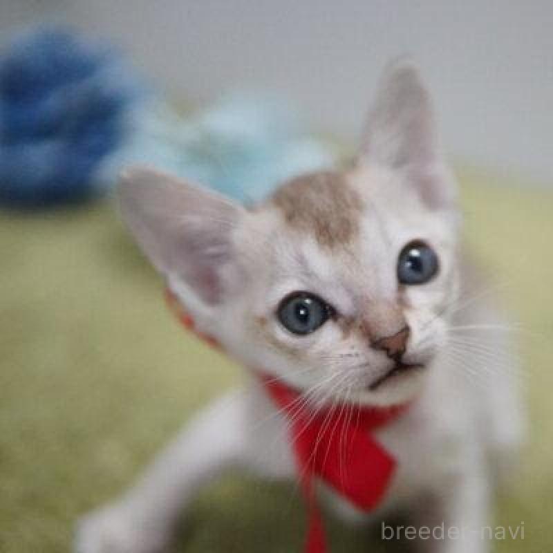 販売中の神奈川県のシンガプーラ-133580の3枚目