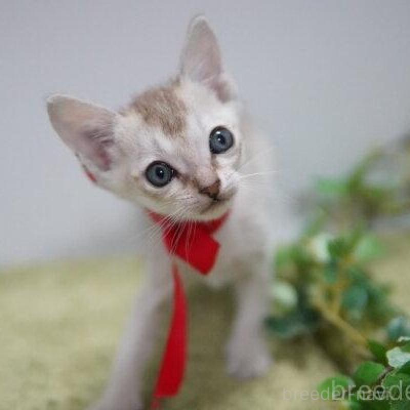 販売中の神奈川県のシンガプーラ-133580の2枚目