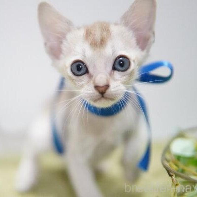 販売中の神奈川県のシンガプーラ-133581の1枚目