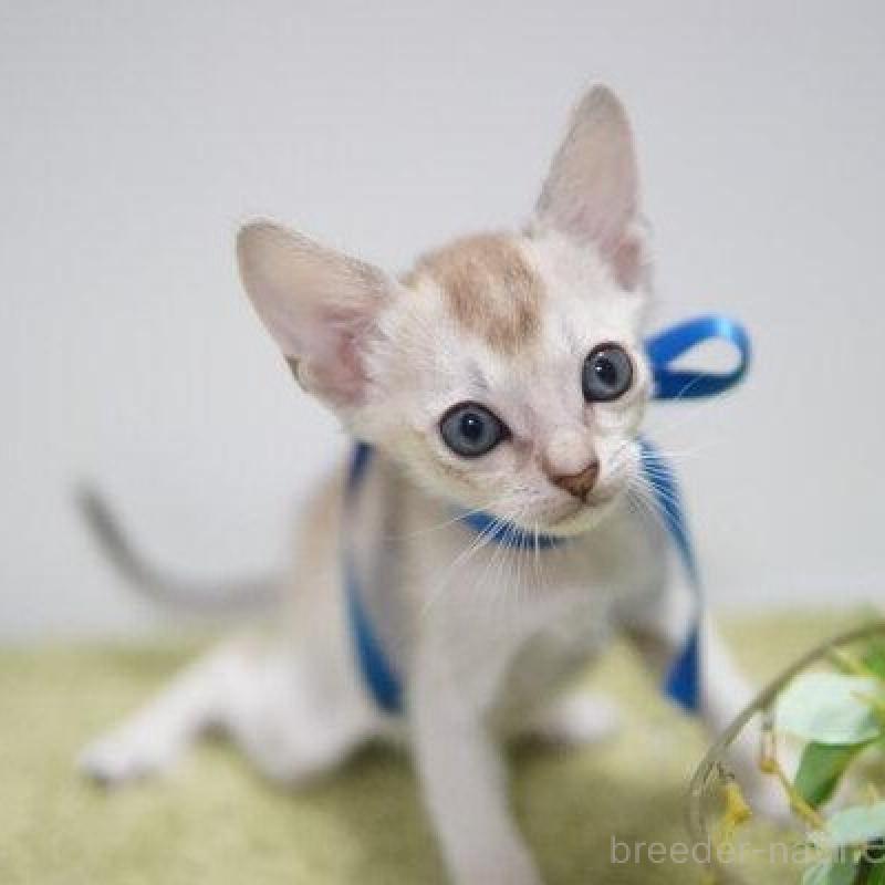 販売中の神奈川県のシンガプーラ-133581の5枚目