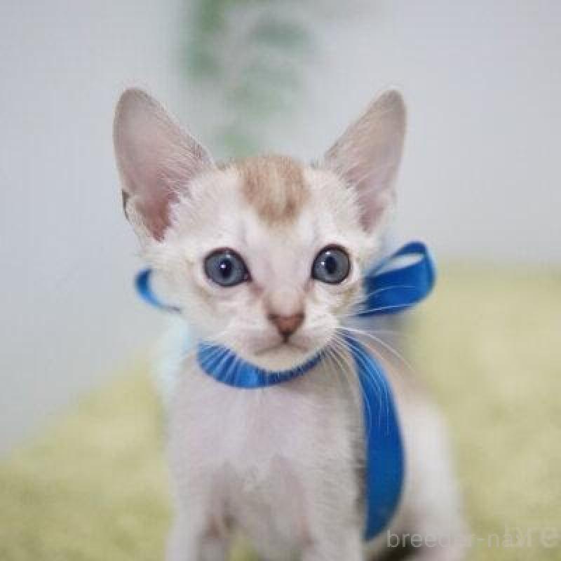 販売中の神奈川県のシンガプーラ-133581の4枚目