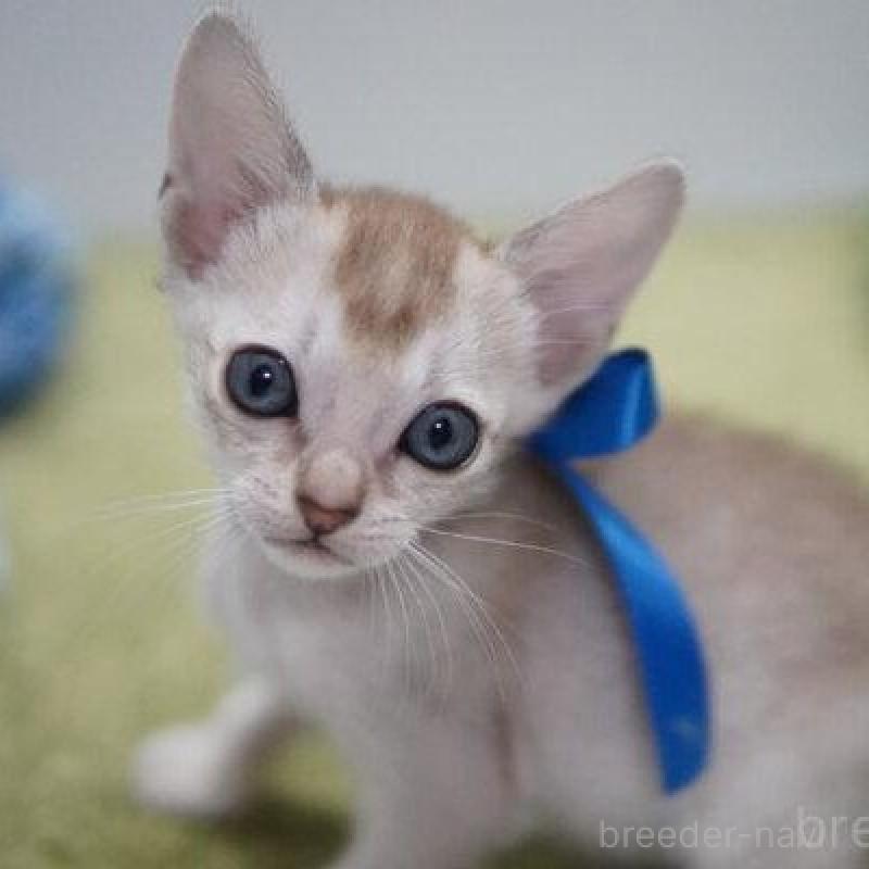 販売中の神奈川県のシンガプーラ-133581の3枚目