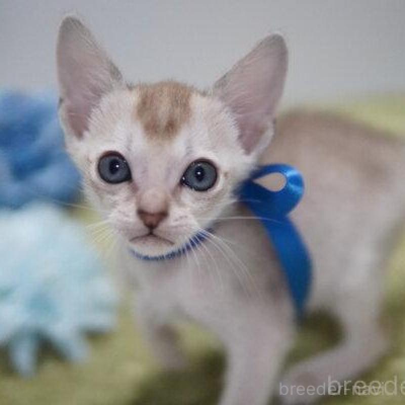 販売中の神奈川県のシンガプーラ-133581の2枚目