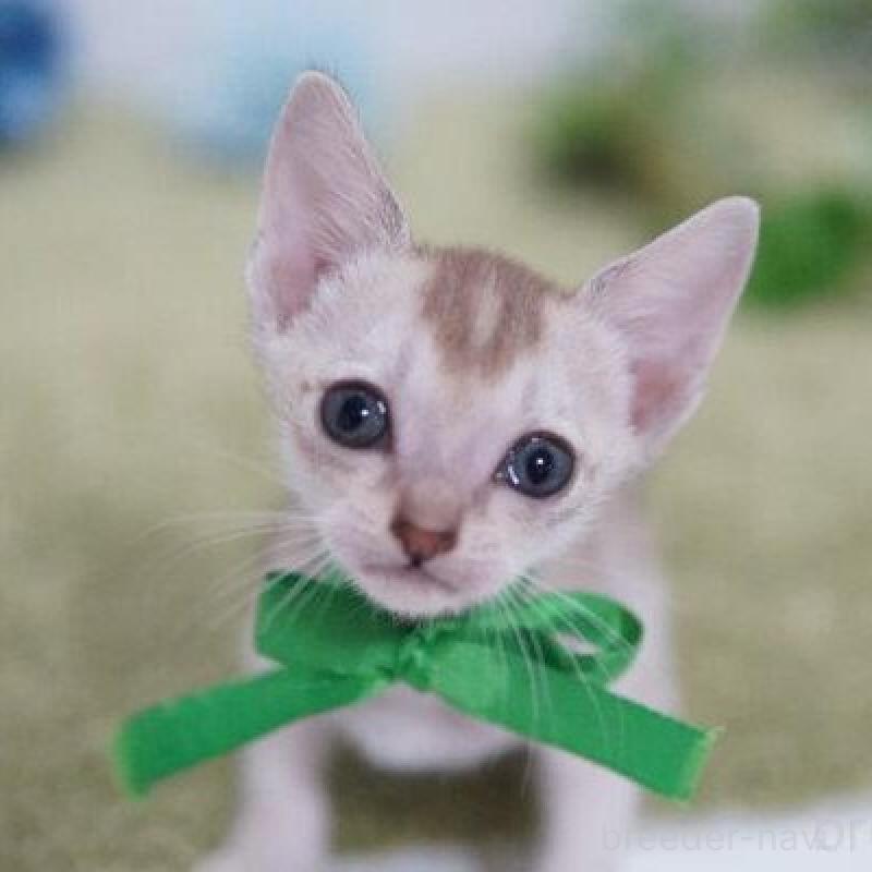 販売中の神奈川県のシンガプーラ-133582