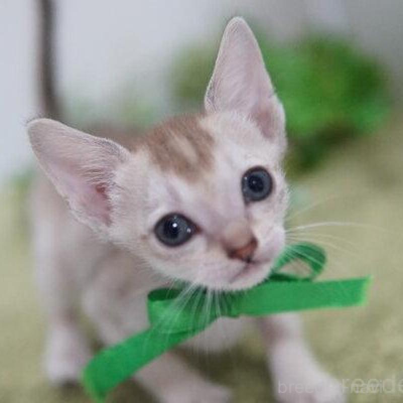 販売中の神奈川県のシンガプーラ-133582の5枚目