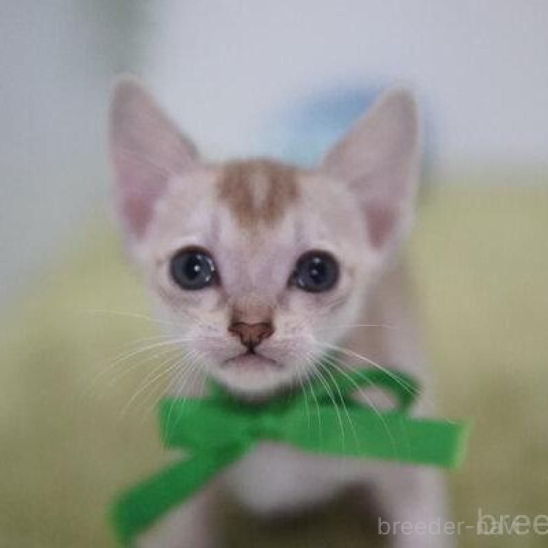 販売中の神奈川県のシンガプーラ-133582の4枚目