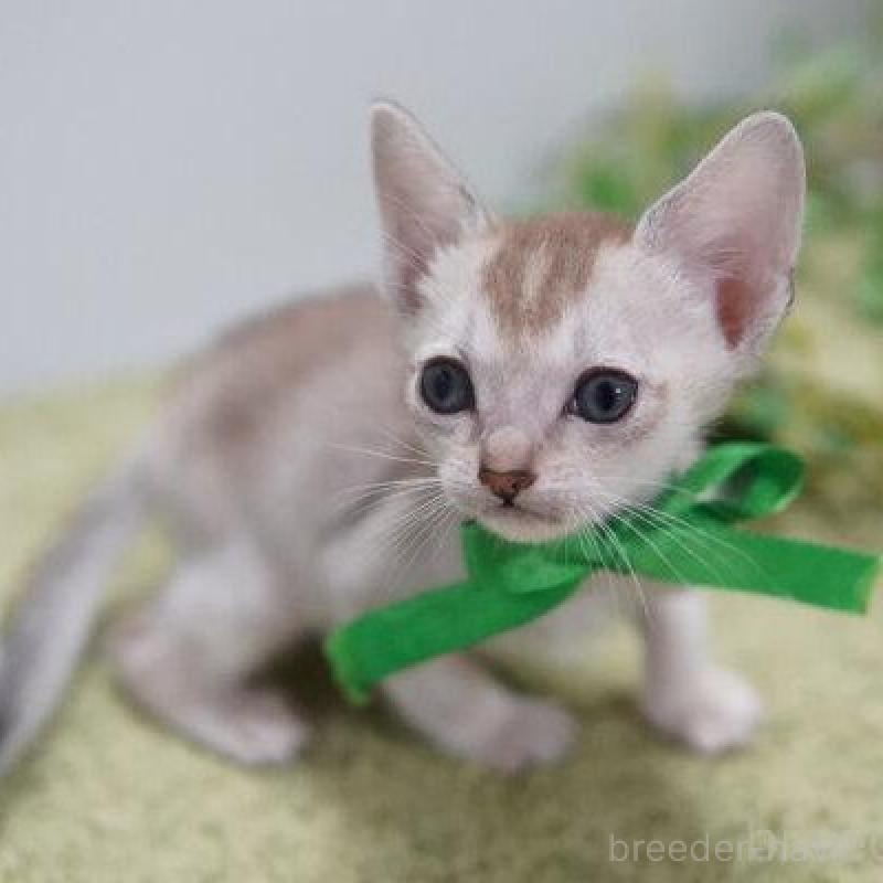 販売中の神奈川県のシンガプーラ-133582の3枚目