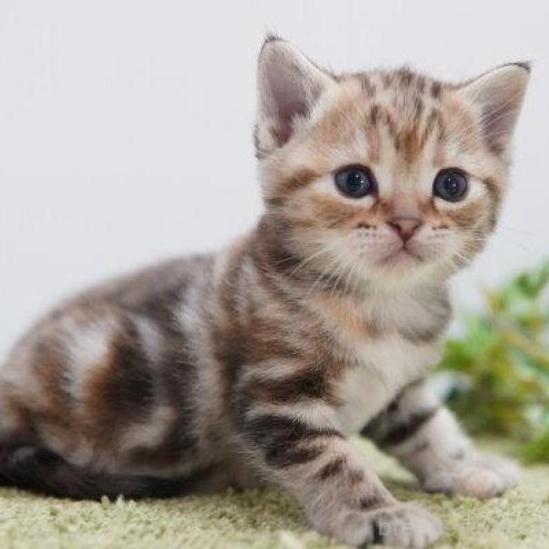 販売中の神奈川県のアメリカンショートヘア-133583の5枚目