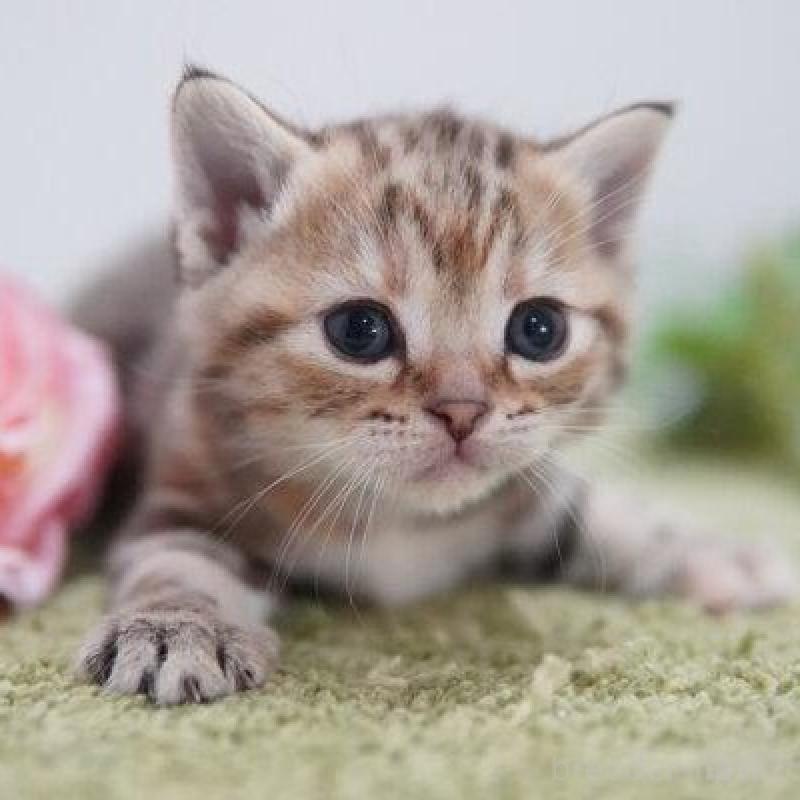 販売中の神奈川県のアメリカンショートヘア-133583の4枚目