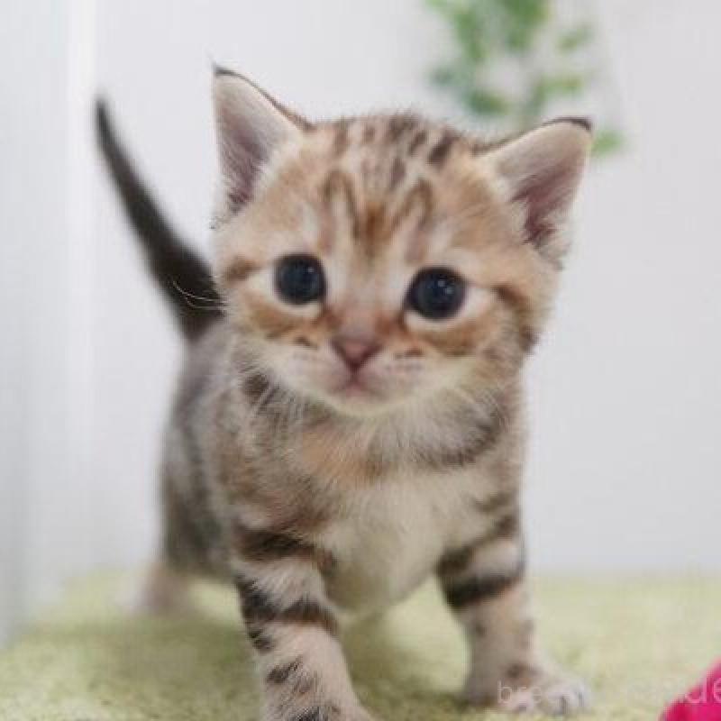 販売中の神奈川県のアメリカンショートヘア-133583の3枚目