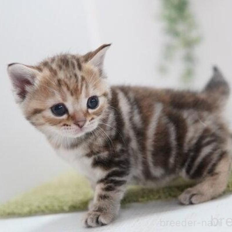 販売中の神奈川県のアメリカンショートヘア-133583の2枚目