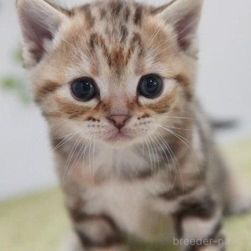 販売中の神奈川県のアメリカンショートヘア-133583