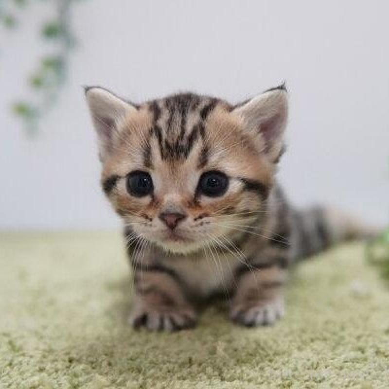 販売中の神奈川県のアメリカンショートヘア-133584の5枚目