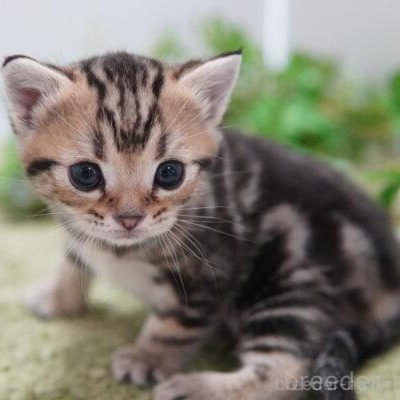 販売中の神奈川県のアメリカンショートヘア-133584の3枚目