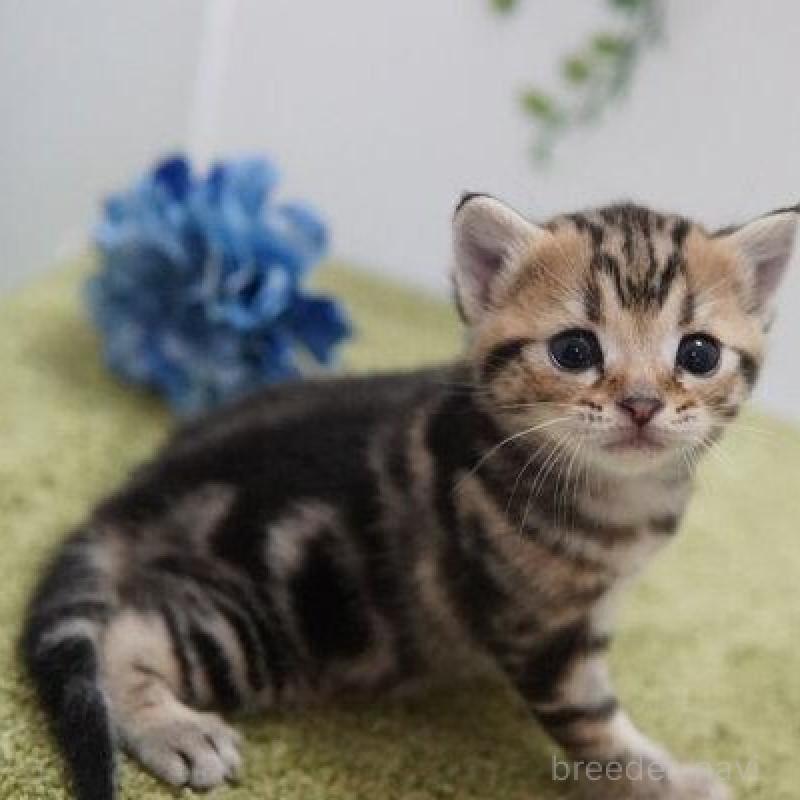 販売中の神奈川県のアメリカンショートヘア-133584の2枚目