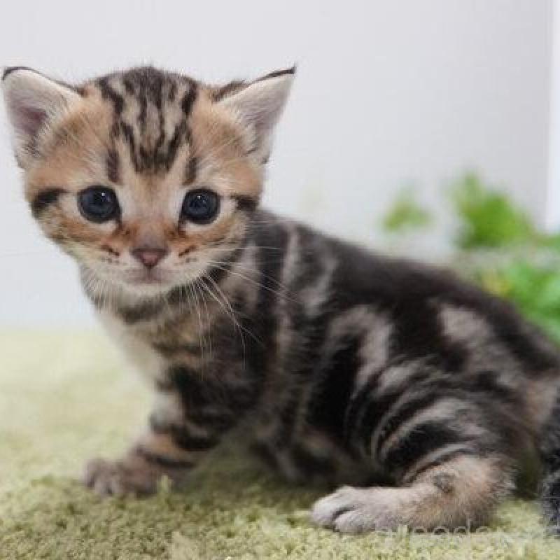 販売中の神奈川県のアメリカンショートヘア-133584