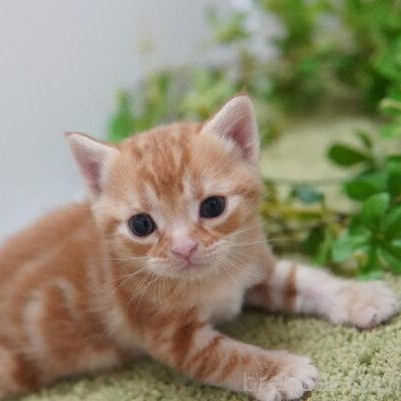 販売中の神奈川県のアメリカンショートヘア-133585の5枚目