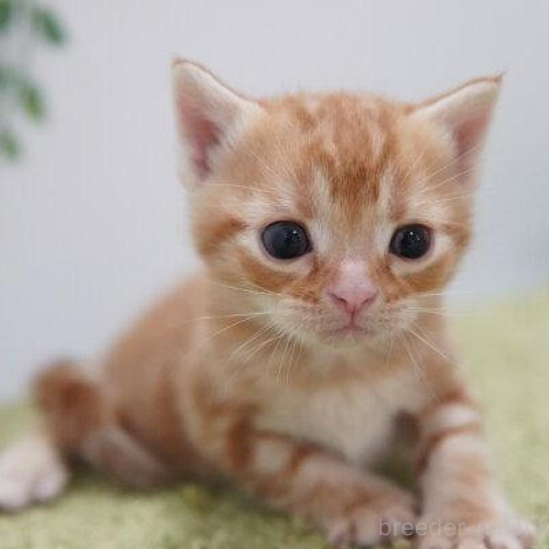 販売中の神奈川県のアメリカンショートヘア-133585の4枚目