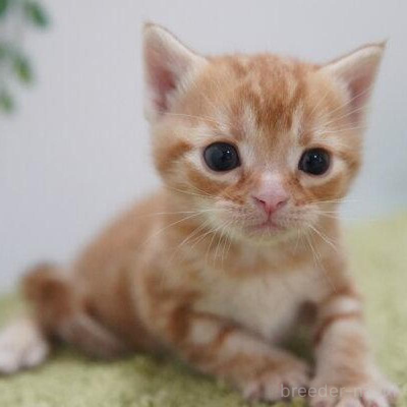 販売中の神奈川県のアメリカンショートヘア-133585