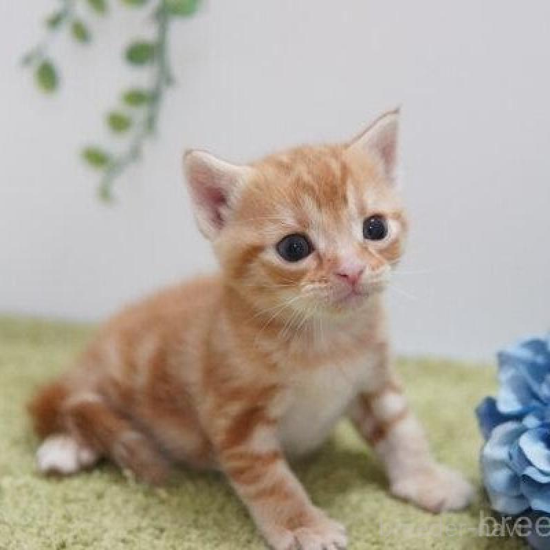 販売中の神奈川県のアメリカンショートヘア-133585の3枚目