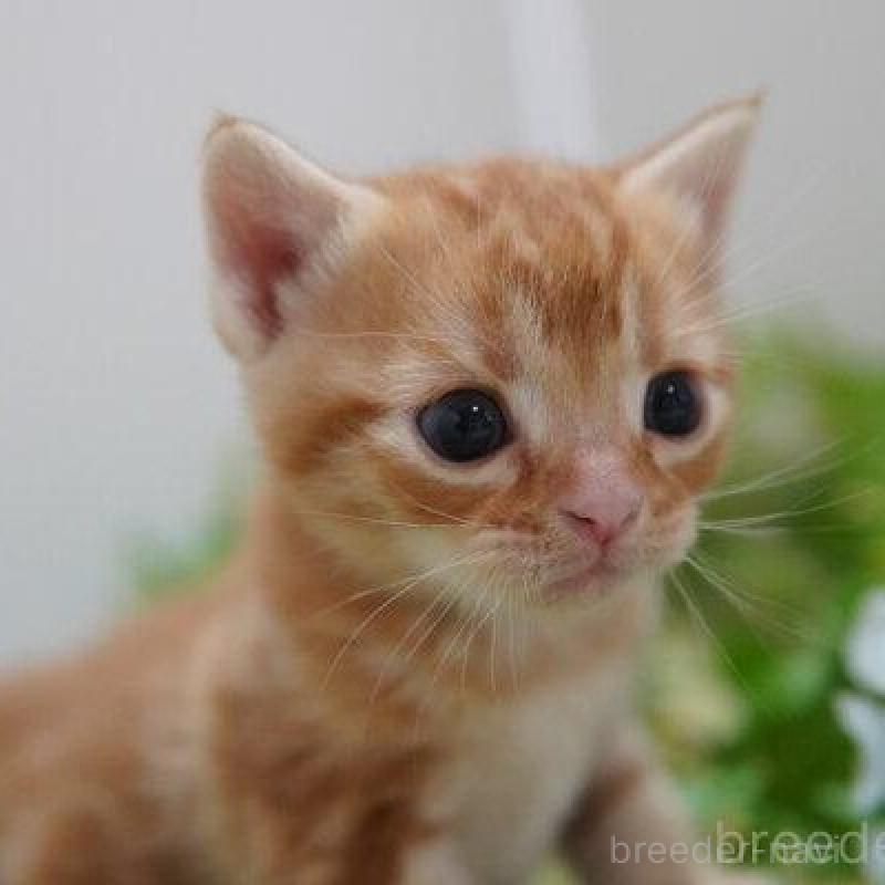 販売中の神奈川県のアメリカンショートヘア-133585の2枚目