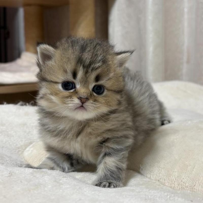 販売中の愛知県のミヌエット(短足)-133586の1枚目