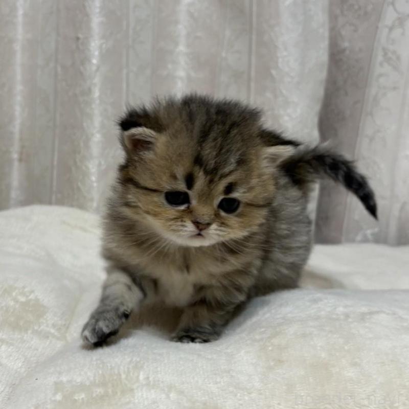 販売中の愛知県のミヌエット(短足)-133586の4枚目