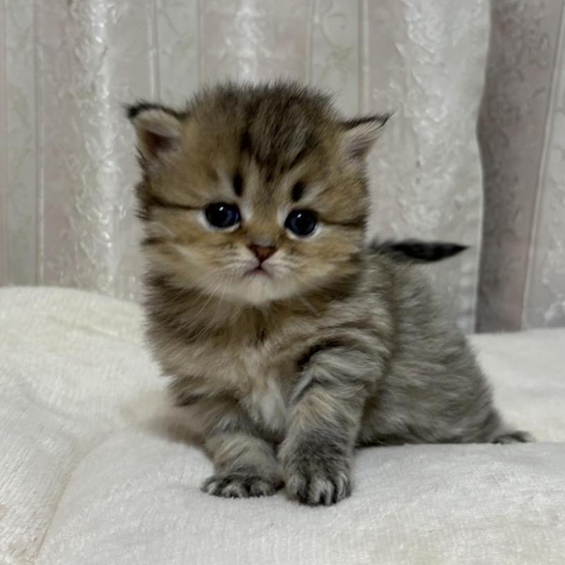 販売中の愛知県のミヌエット(短足)-133586の3枚目