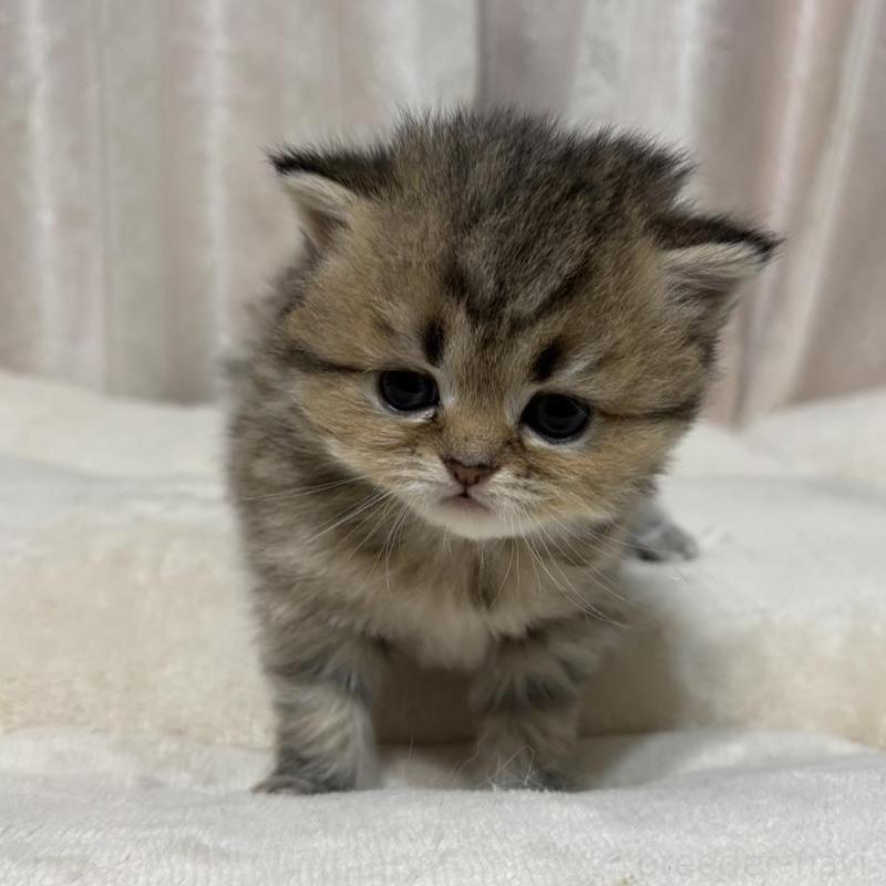 販売中の愛知県のミヌエット(短足)-133586の2枚目