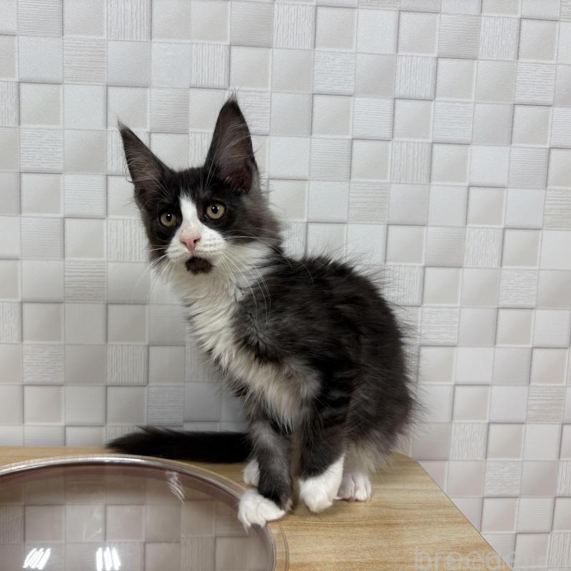 販売中の大阪府のメインクーン-133587の8枚目