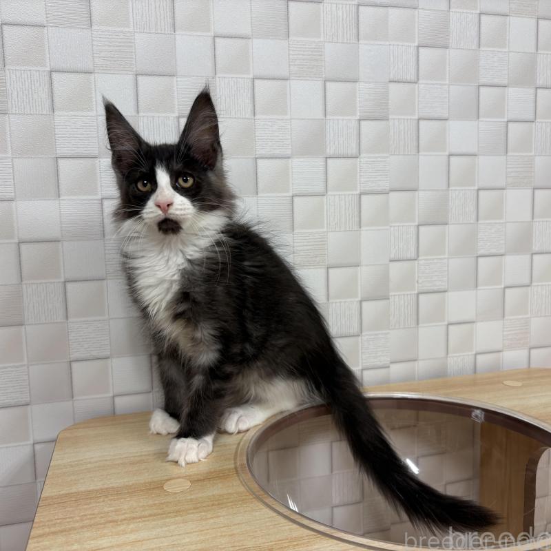 販売中の大阪府のメインクーン-133587の7枚目