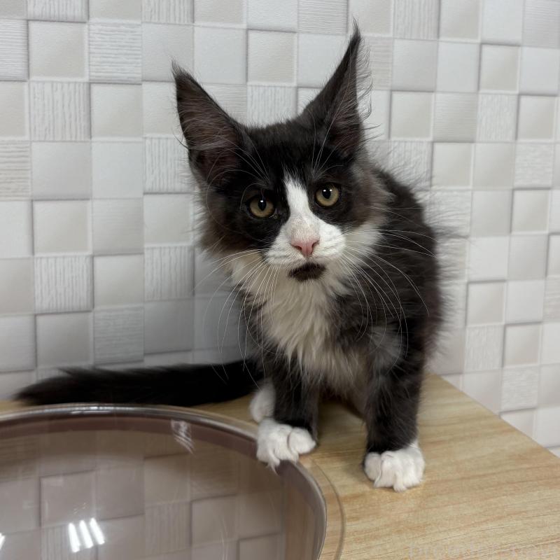 販売中の大阪府のメインクーン-133587の6枚目