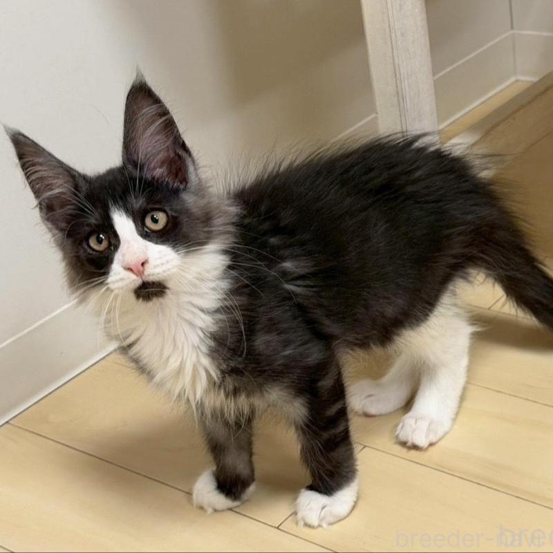 販売中の大阪府のメインクーン-133587の3枚目