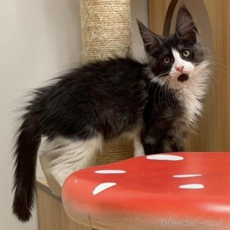 販売中の大阪府のメインクーン-133587の2枚目