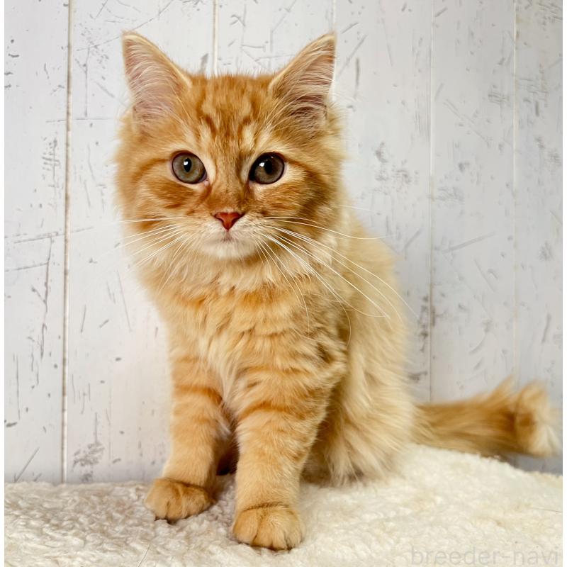 販売中の千葉県のラガマフィン-127404