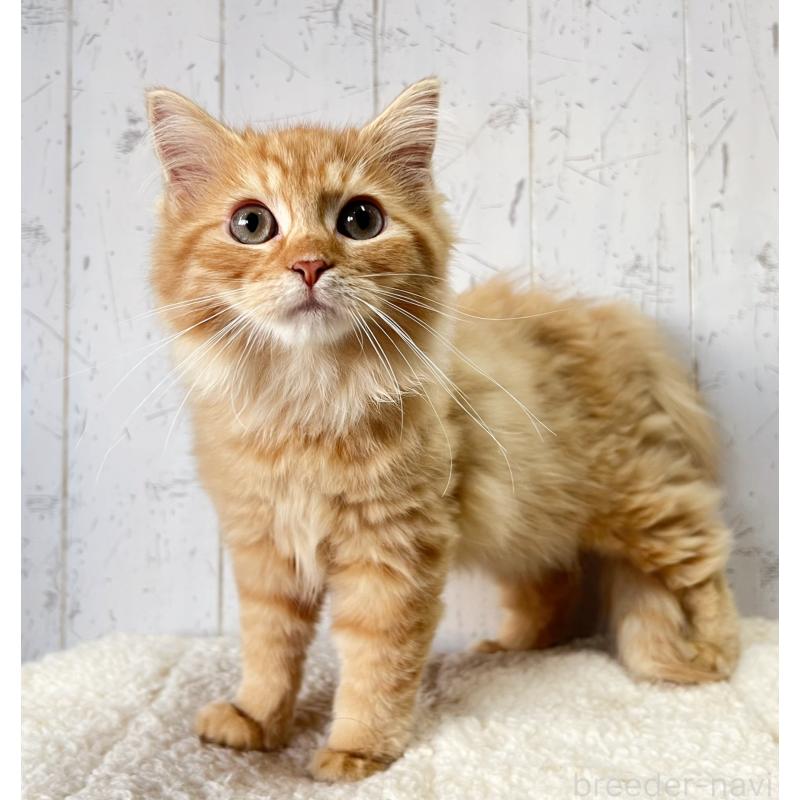 販売中の千葉県のラガマフィン-127404の3枚目