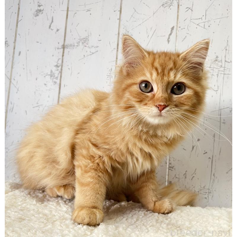 販売中の千葉県のラガマフィン-127404の2枚目