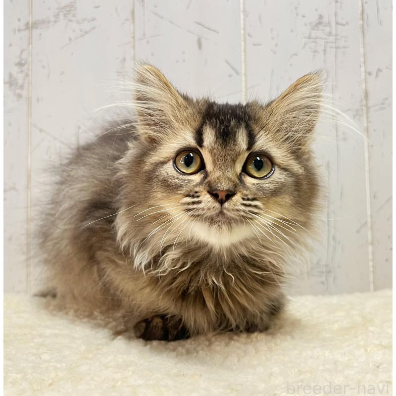 販売中の千葉県のミヌエット-130359