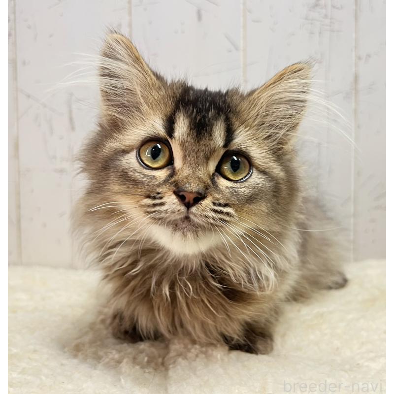 販売中の千葉県のミヌエット-130359の4枚目