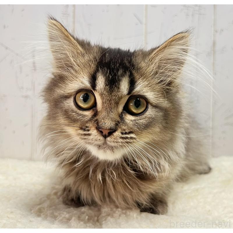 販売中の千葉県のミヌエット-130359の3枚目