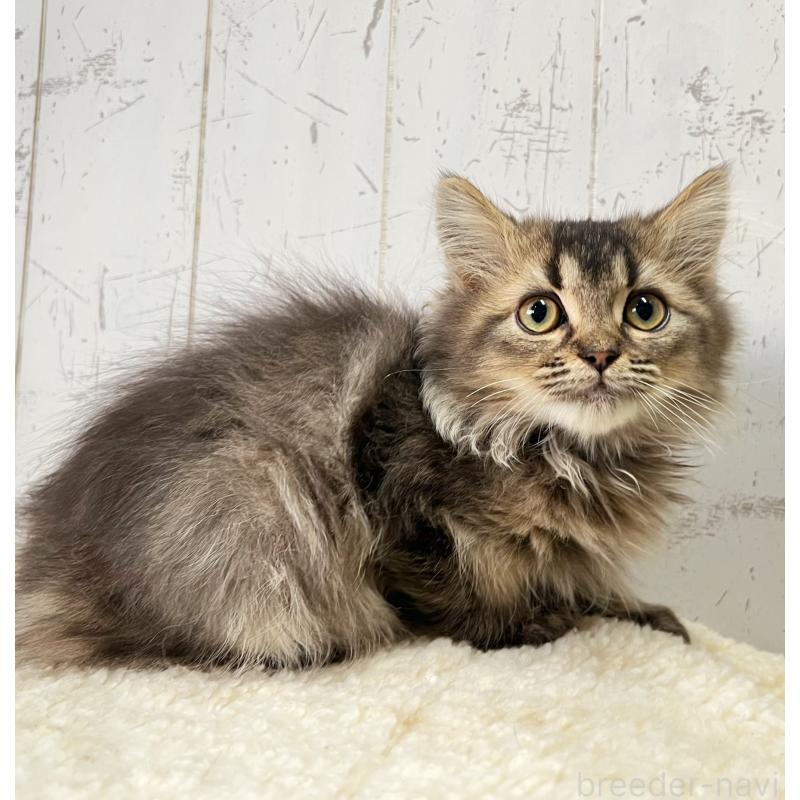 販売中の千葉県のミヌエット-130359の2枚目