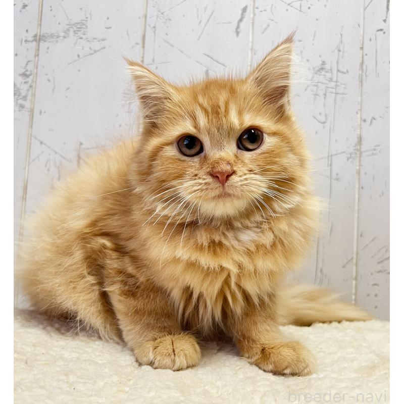 販売中の千葉県のラガマフィン-130612の4枚目