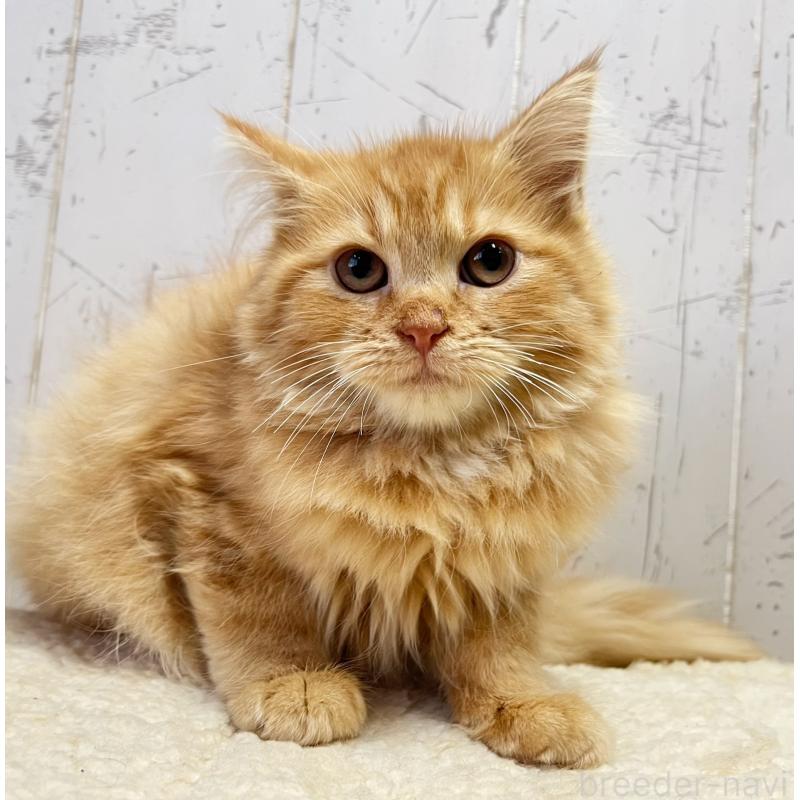 販売中の千葉県のラガマフィン-130612