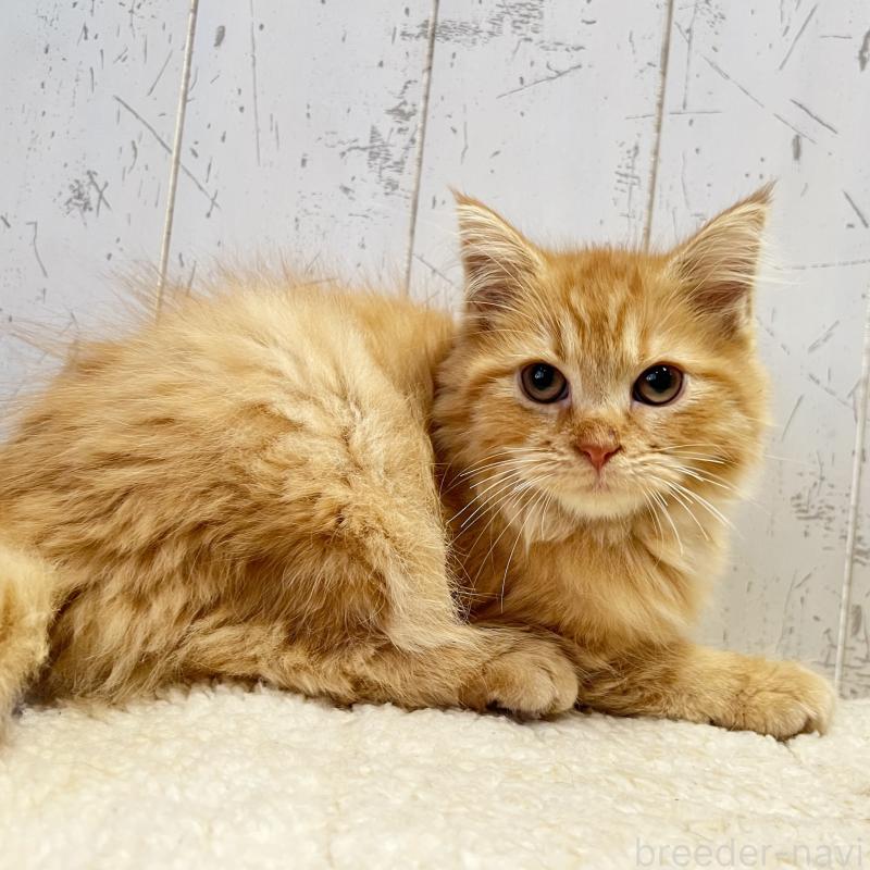 販売中の千葉県のラガマフィン-130612の3枚目